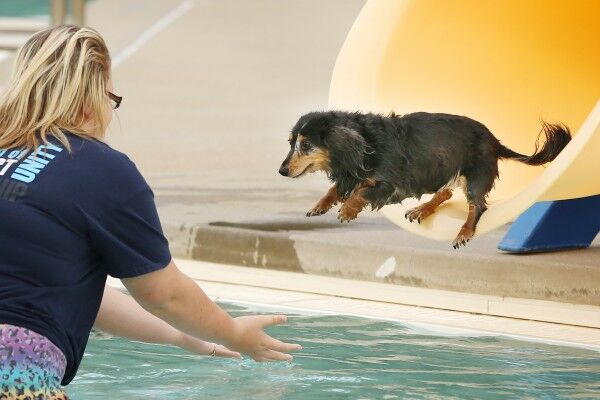 Pooch Paddle